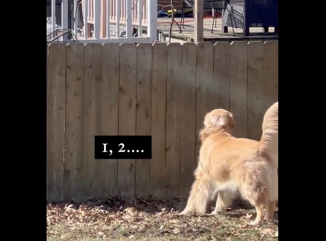 ゴールデンレトリーバー,動画