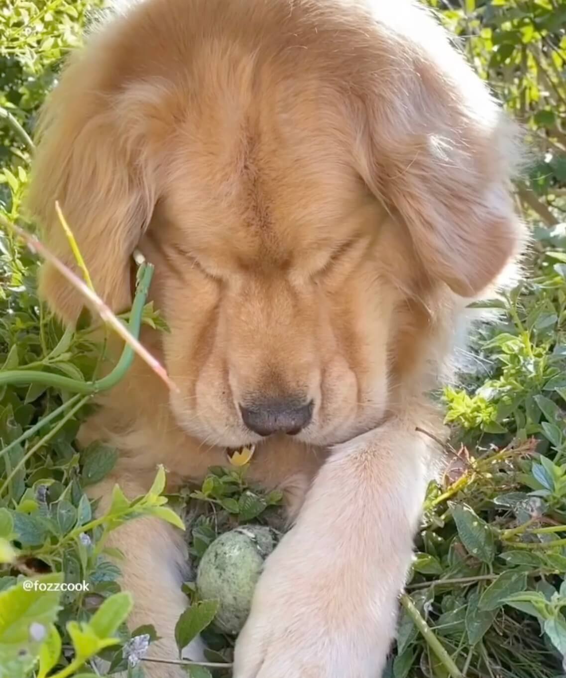 ゴールデンレトリーバー,動画