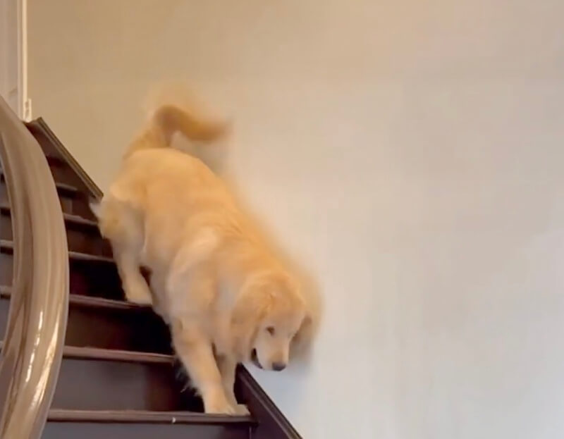 ゴールデンレトリーバー,動画