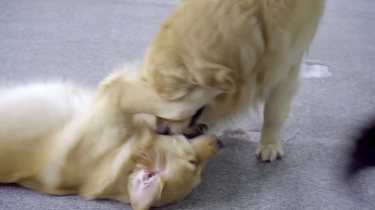 ゴールデンレトリーバー,動画