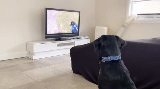 ラブラドールレトリーバー,動画