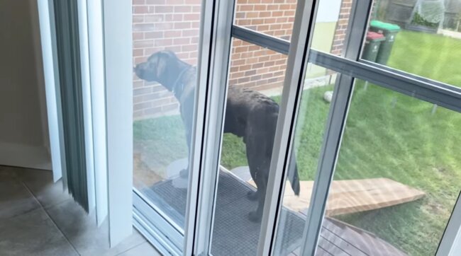 ラブラドールレトリーバー,動画