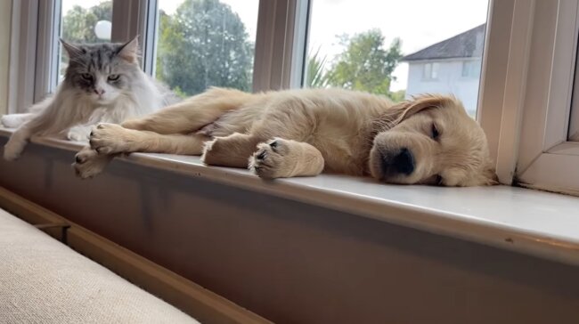 ゴールデンレトリーバー,動画