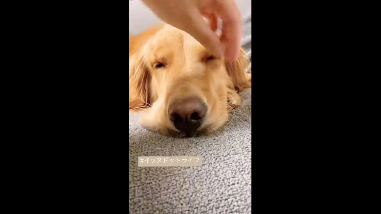 ゴールデン,イッヌドットライフ,動画