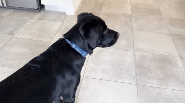 ラブラドールレトリーバー,動画