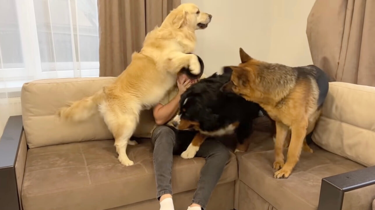 ゴールデンレトリーバー,動画