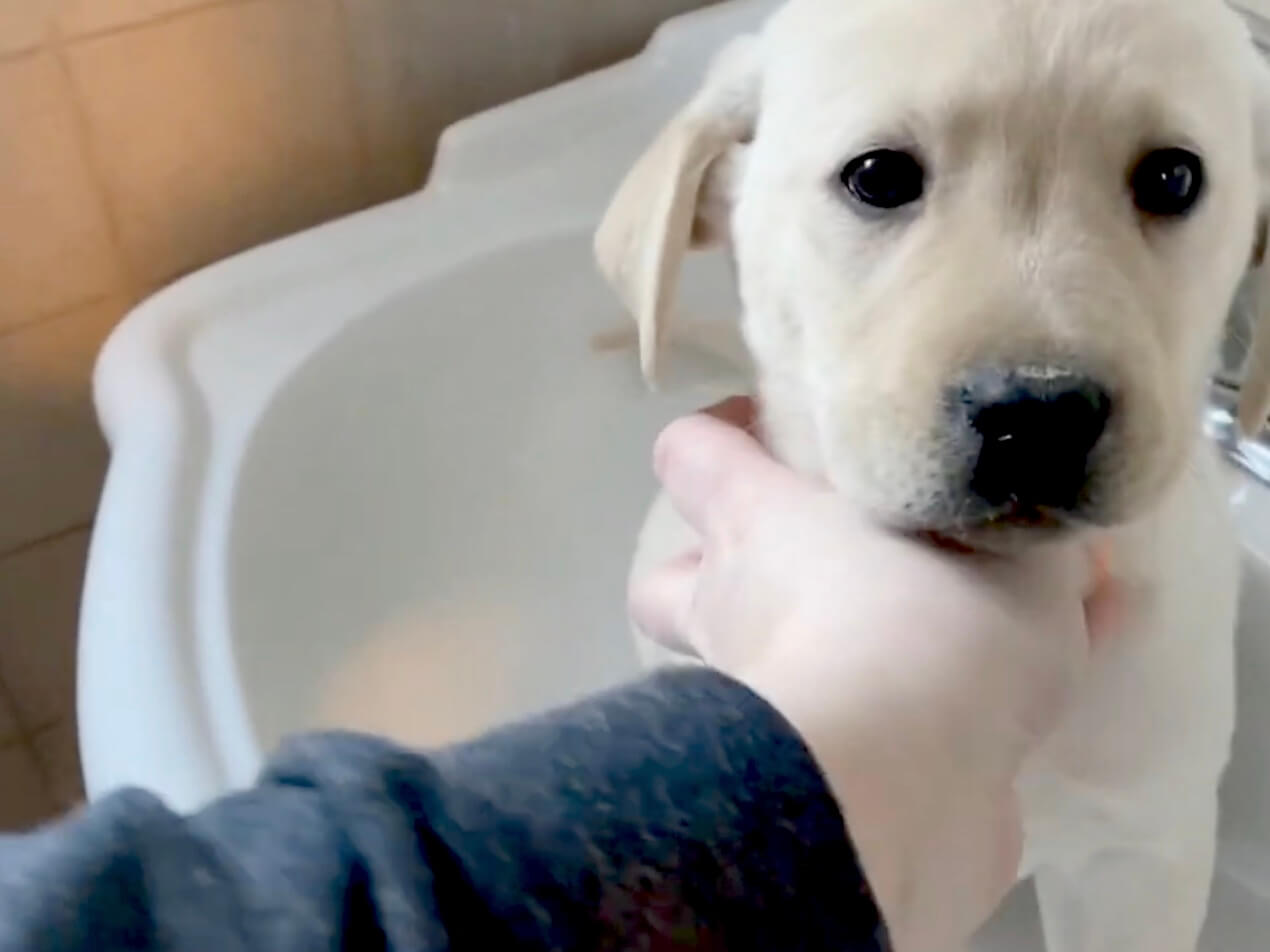 ラブラドールレトリーバー,動画