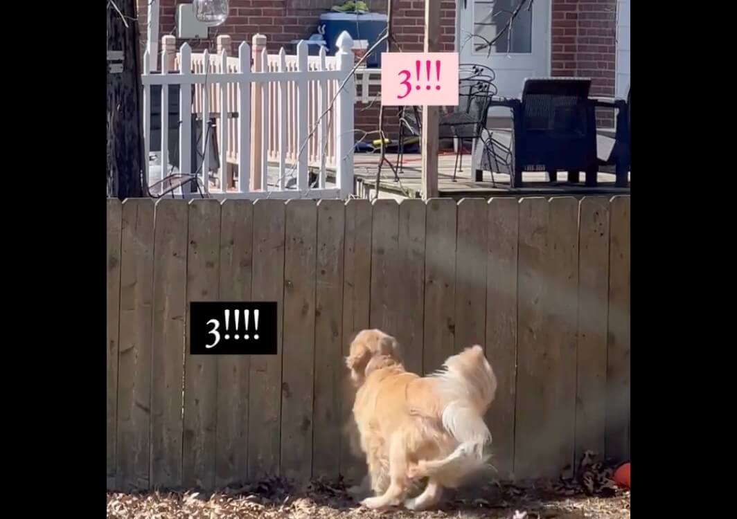 ゴールデンレトリーバー,動画