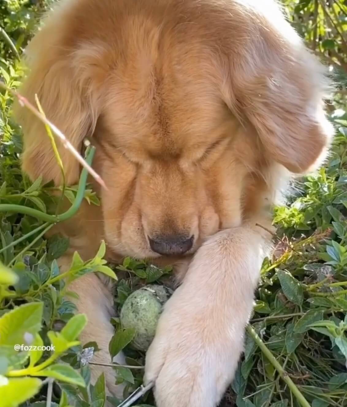 ゴールデンレトリーバー,動画