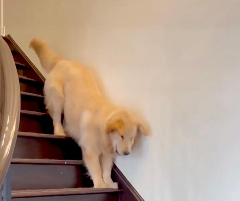 ゴールデンレトリーバー,動画