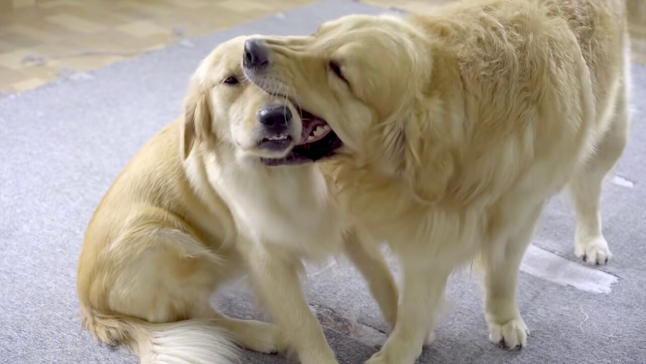 ゴールデンレトリーバー,動画