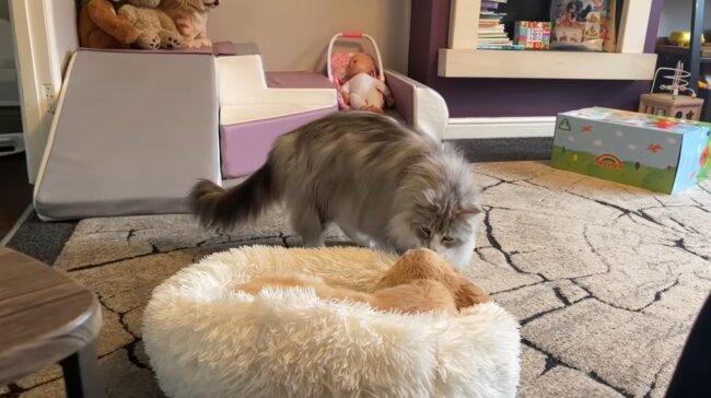 ゴールデンレトリーバー,動画