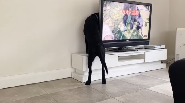 ラブラドールレトリーバー,動画