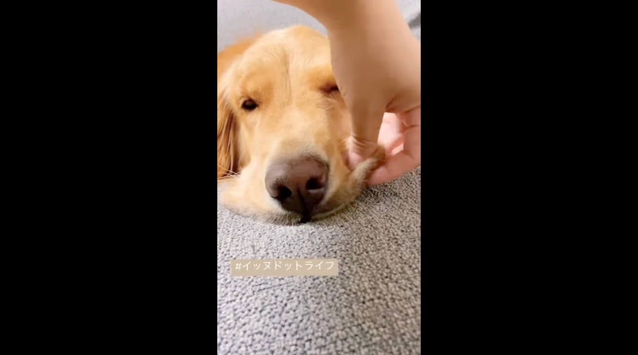 ゴールデン,イッヌドットライフ,動画
