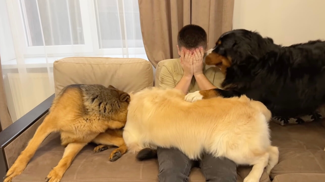 ゴールデンレトリーバー,動画