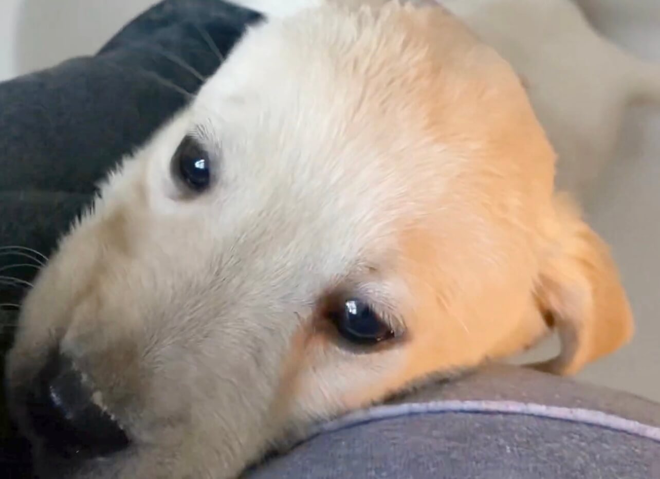 ラブラドールレトリーバー,動画