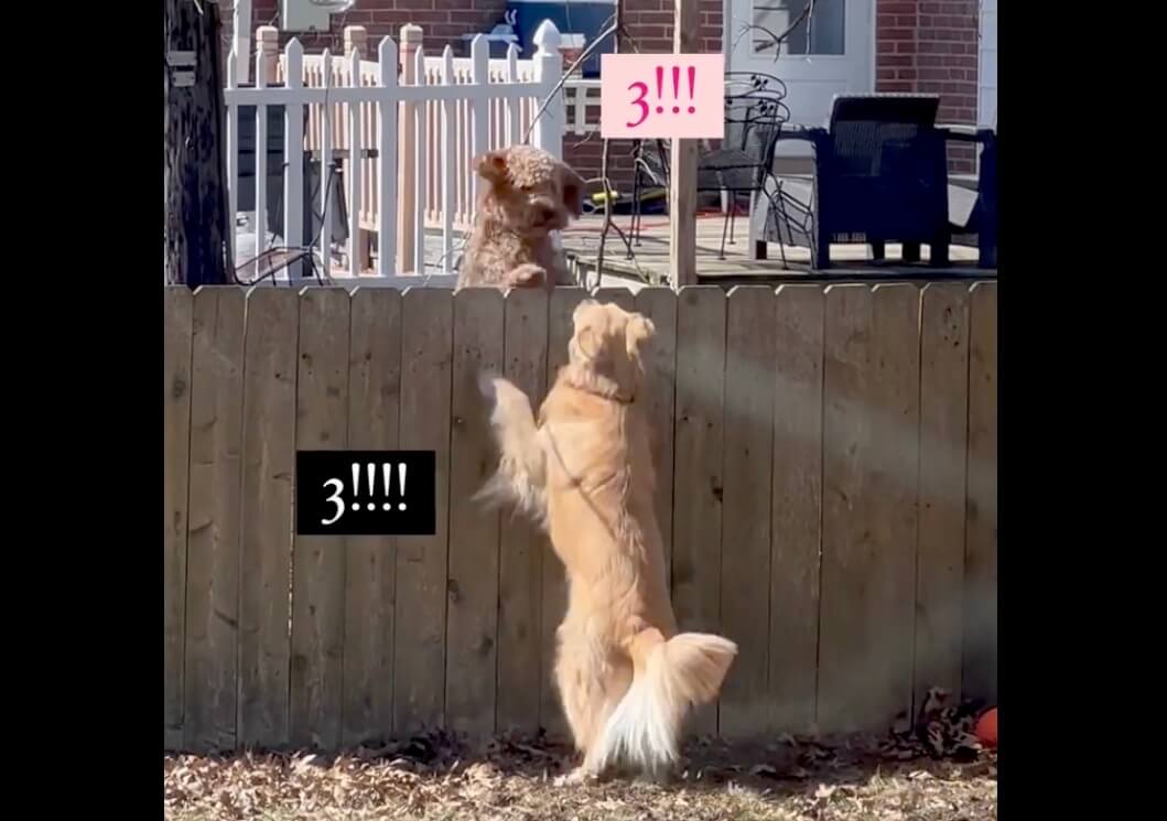 ゴールデンレトリーバー,動画