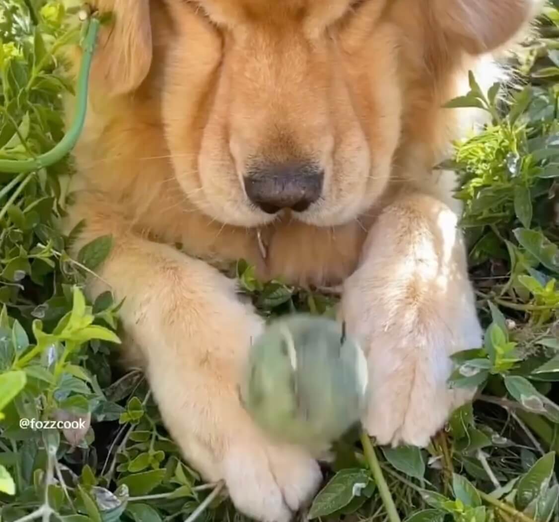 ゴールデンレトリーバー,動画