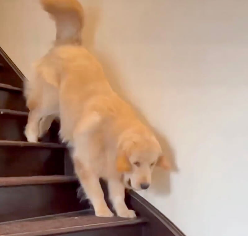 ゴールデンレトリーバー,動画