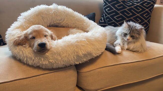 ゴールデンレトリーバー,動画