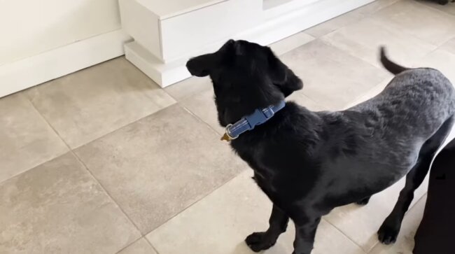 ラブラドールレトリーバー,動画