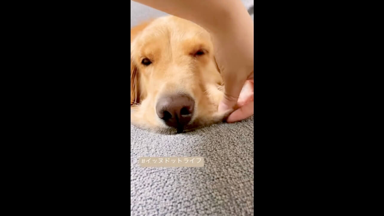 ゴールデン,イッヌドットライフ,動画