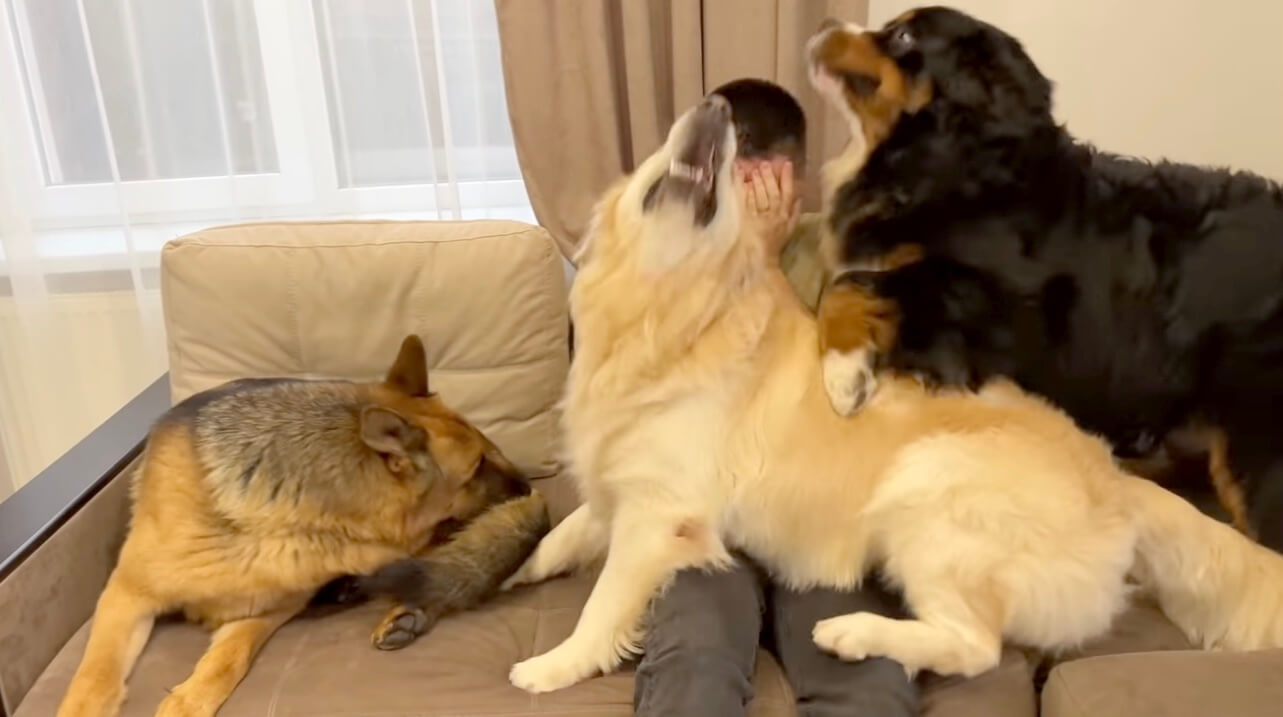 ゴールデンレトリーバー,動画