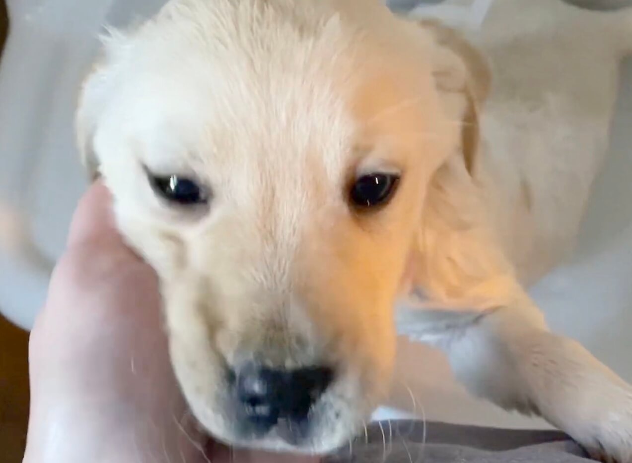 ラブラドールレトリーバー,動画