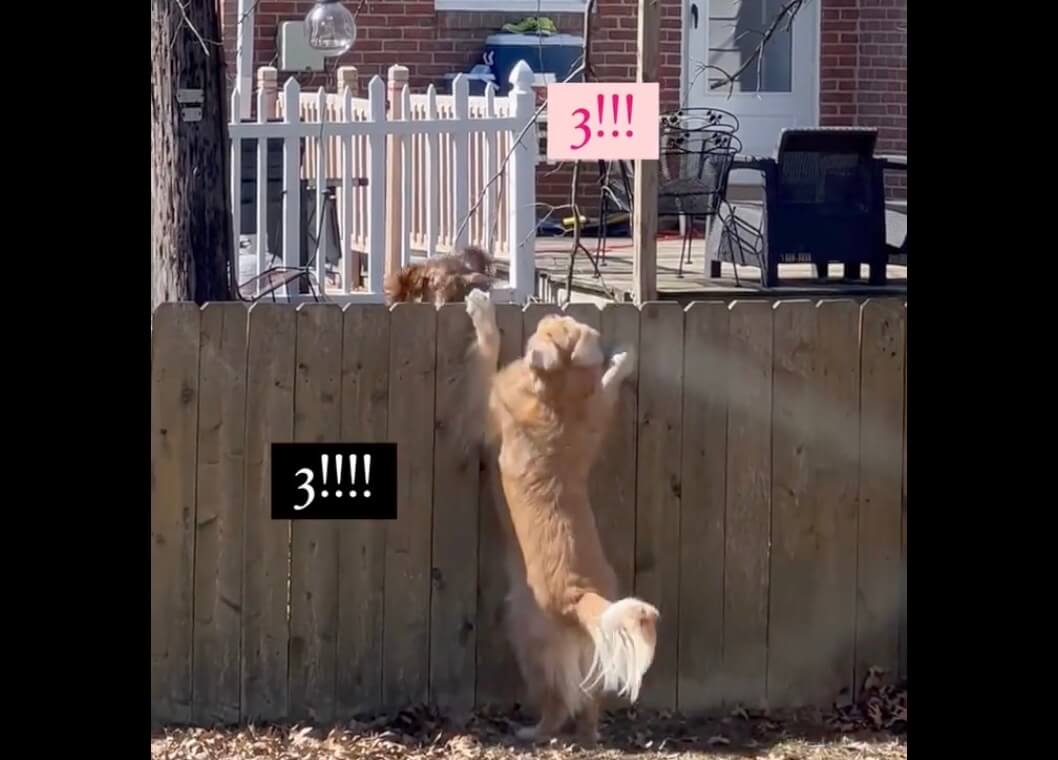 ゴールデンレトリーバー,動画