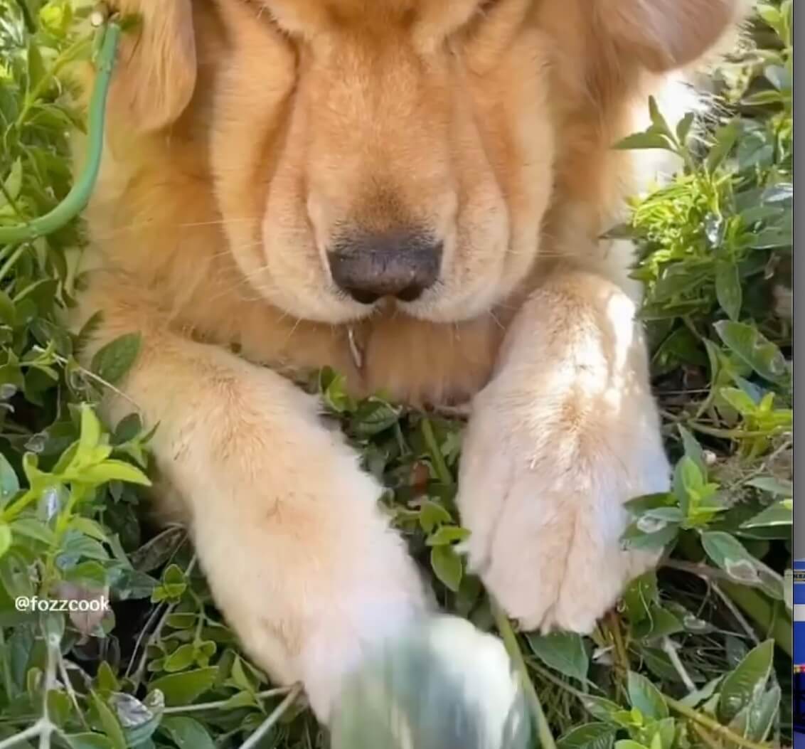 ゴールデンレトリーバー,動画