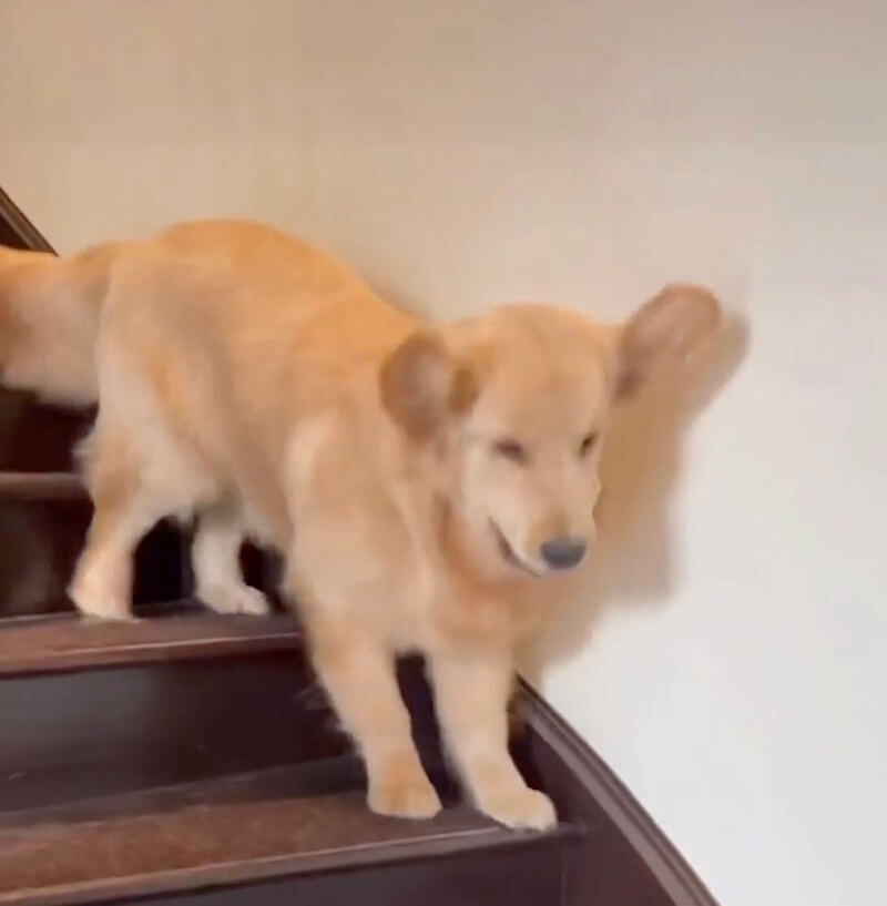 ゴールデンレトリーバー,動画