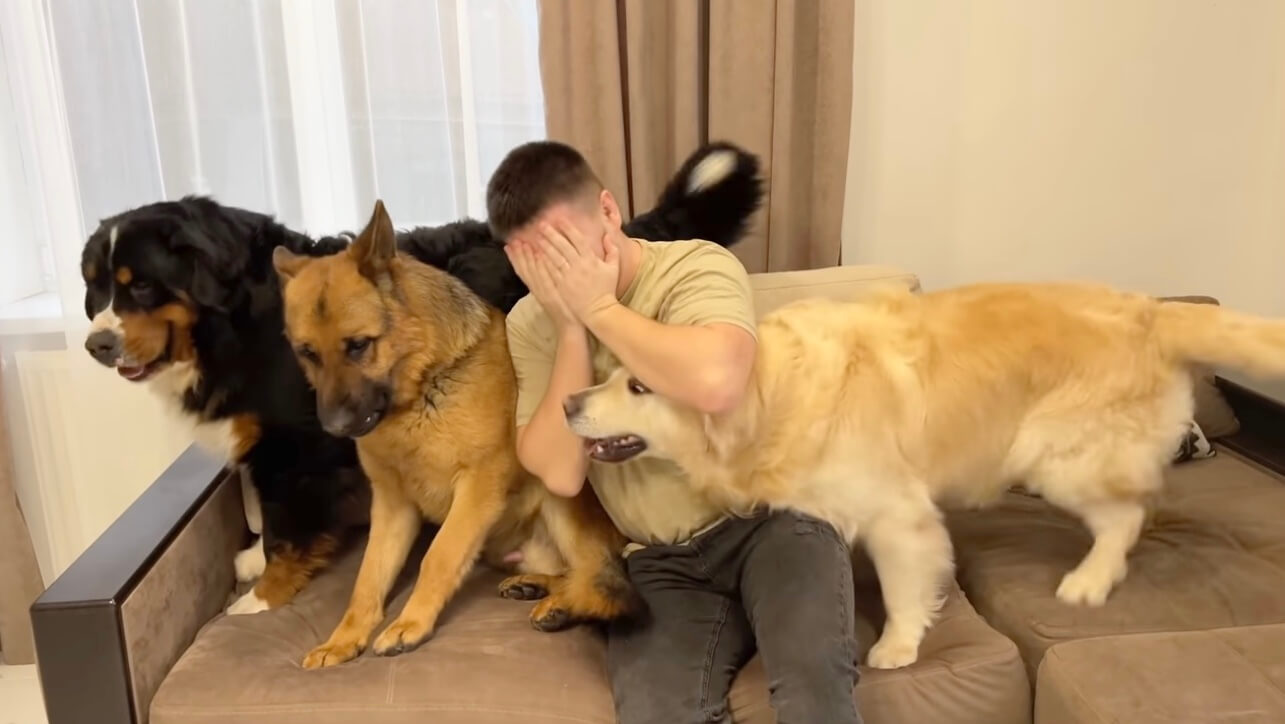 ゴールデンレトリーバー,動画