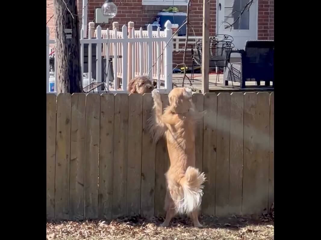 ゴールデンレトリーバー,動画