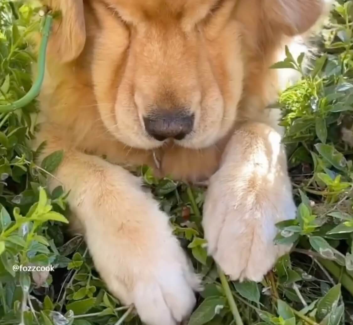 ゴールデンレトリーバー,動画