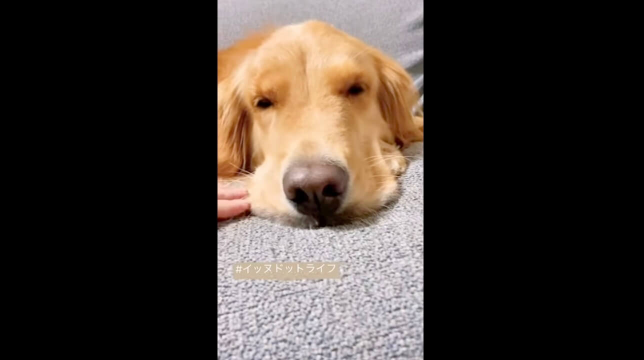 ゴールデン,イッヌドットライフ,動画