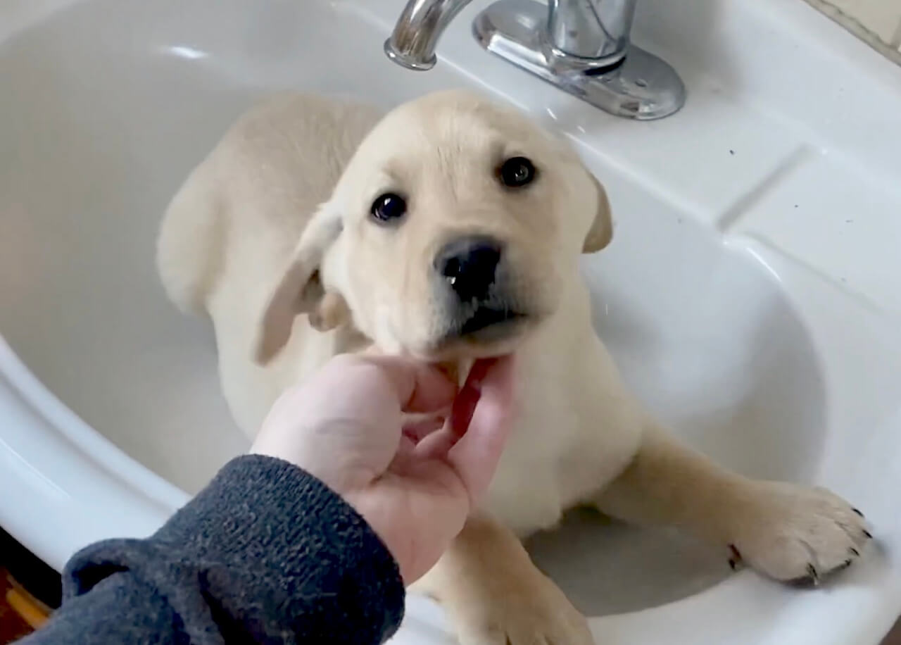 ラブラドールレトリーバー,動画