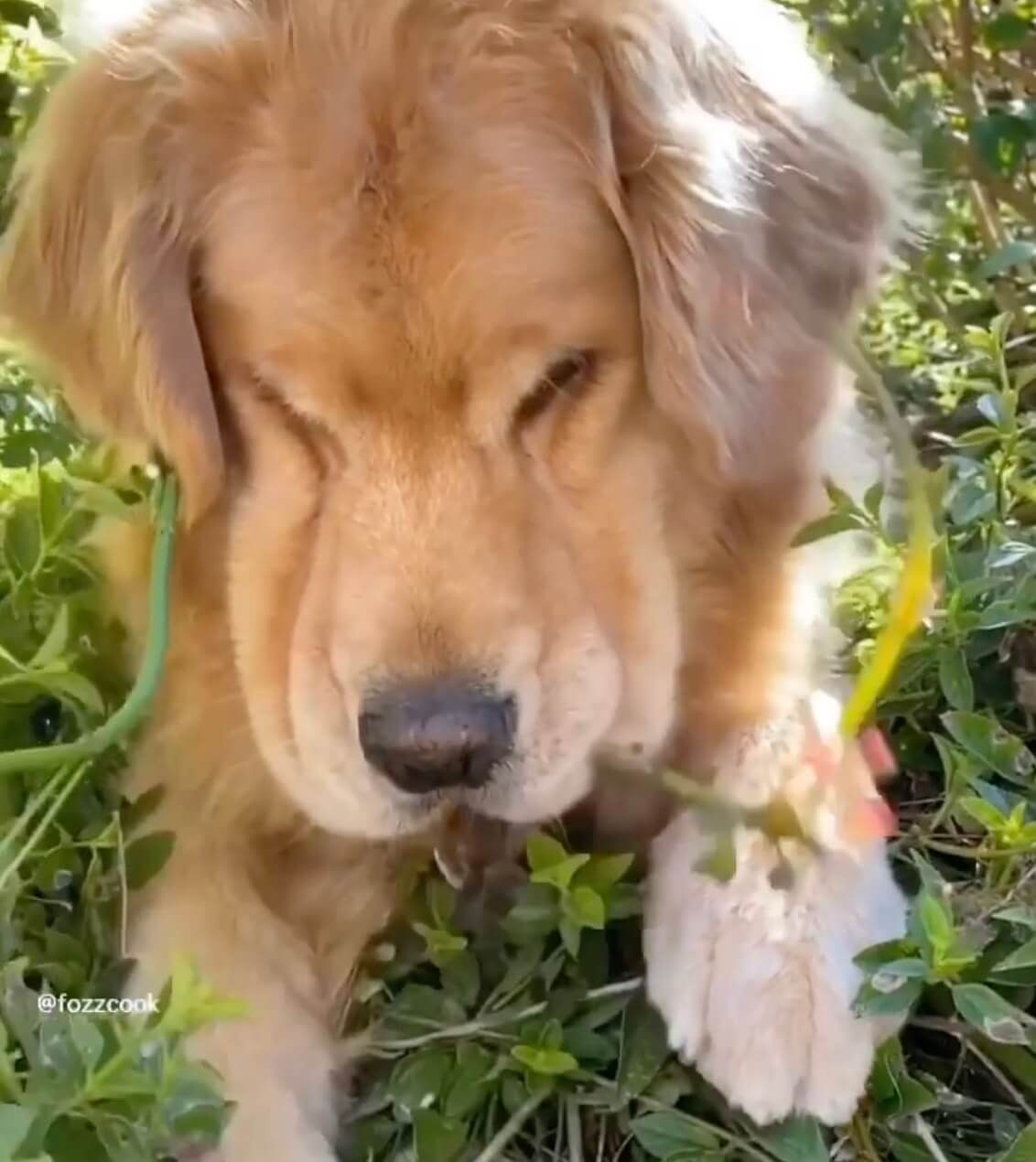 ゴールデンレトリーバー,動画