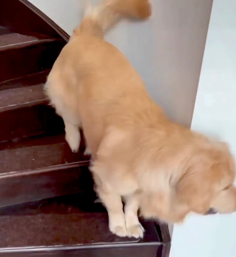 ゴールデンレトリーバー,動画