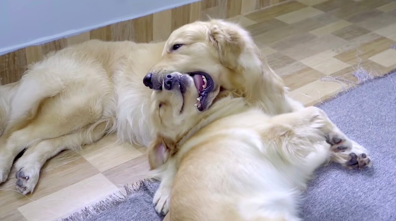 ゴールデンレトリーバー,動画