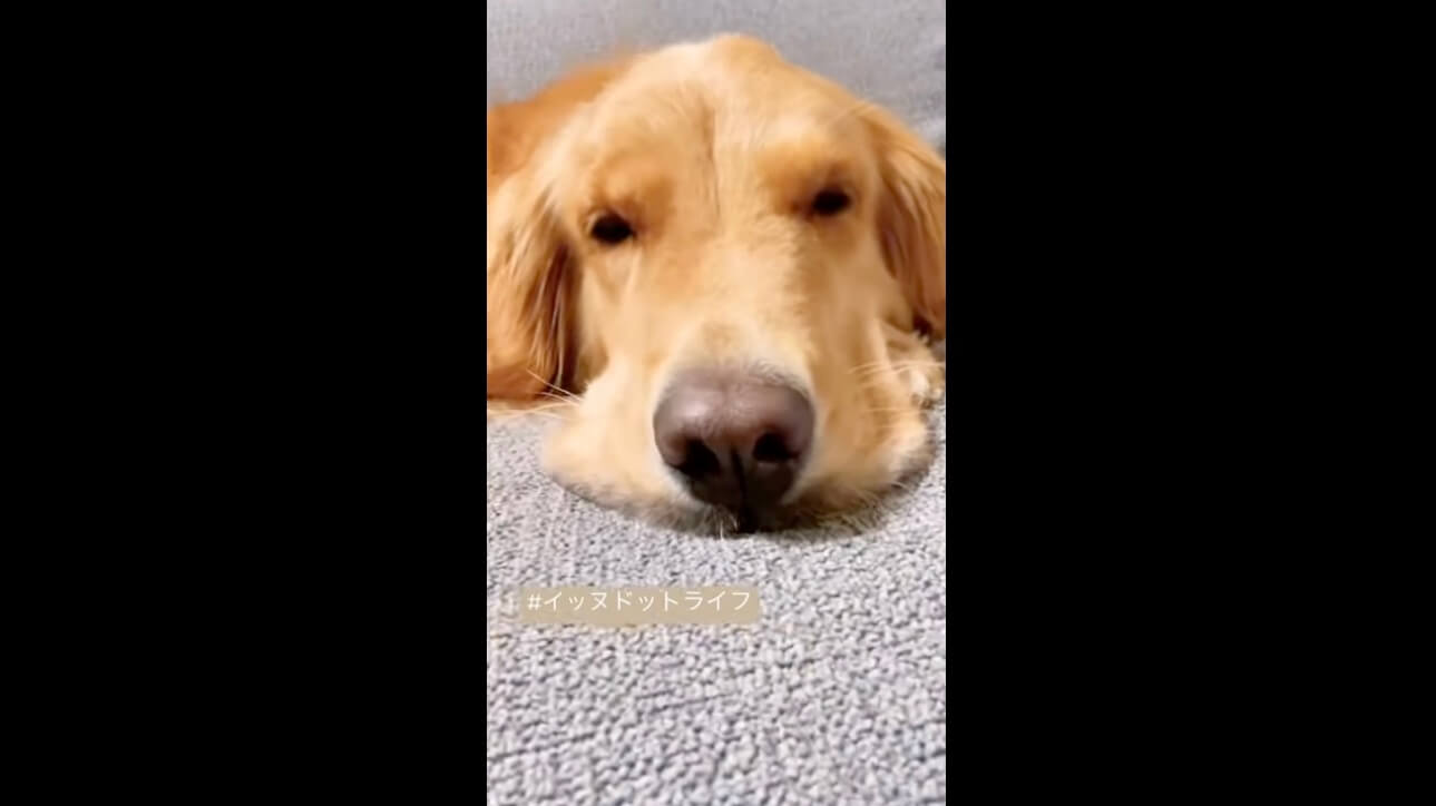 ゴールデン,イッヌドットライフ,動画