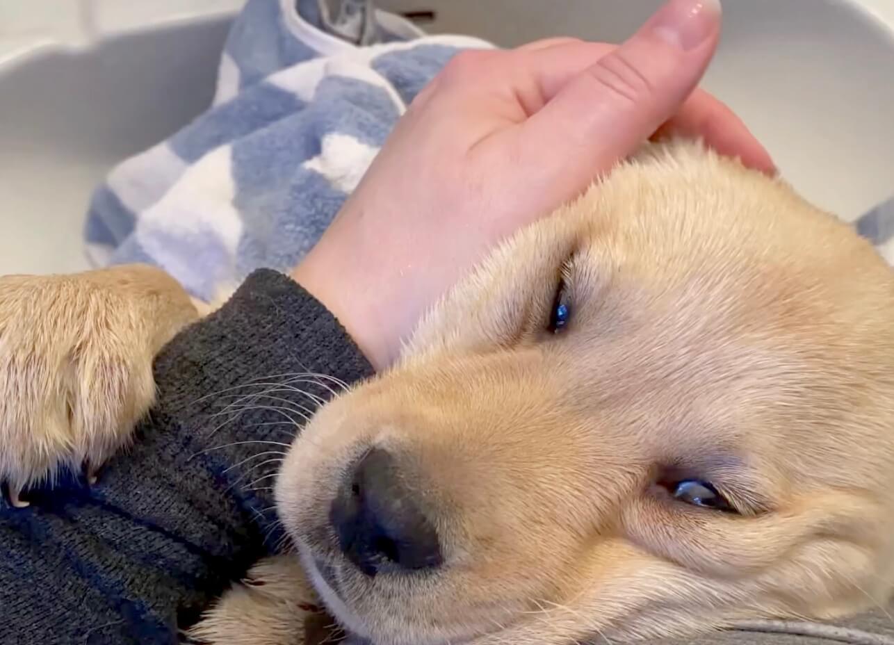 ラブラドールレトリーバー,動画