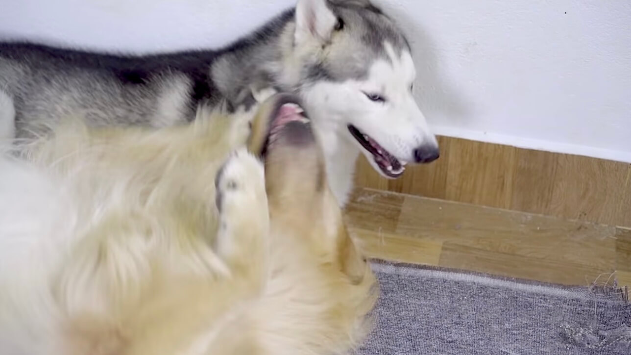 ゴールデンレトリーバー,動画