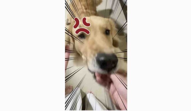 ゴールデンレトリーバー,動画