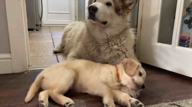 ゴールデンレトリーバー,動画