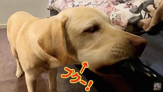 ラブラドールレトリーバー,動画