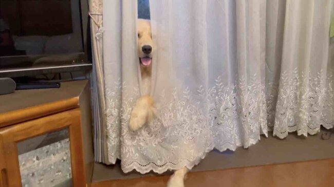 ゴールデンレトリーバー,動画