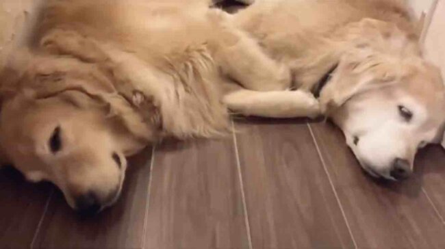 ゴールデンレトリーバー,動画