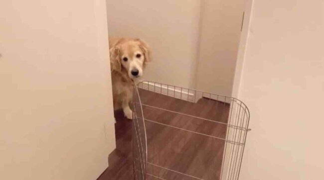 ゴールデンレトリーバー,動画