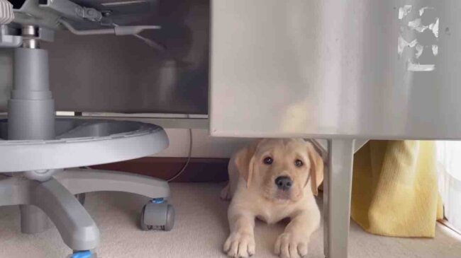 ラブラドールレトリーバー,動画