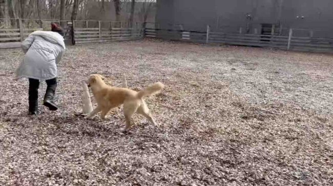 ゴールデンレトリーバー,動画